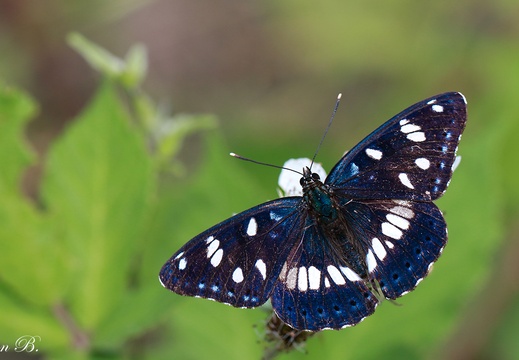 Akdeniz Hanımeli Kelebeği Kanat Üstü