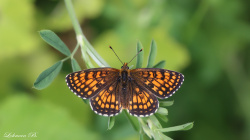 Amannisa (Melitaea athalia) Kanat Üstü