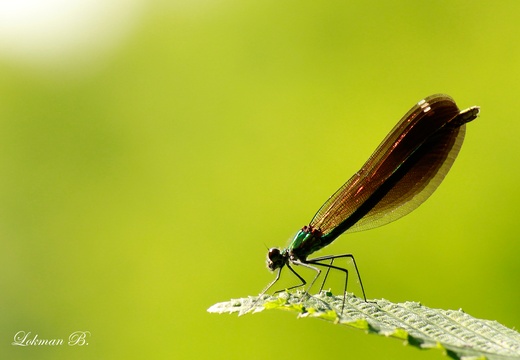 Çizgili Kızböceği