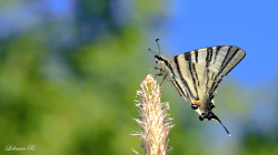Erik kırlangıçkuyruk (Iphiclides podalirius) - Erbaa