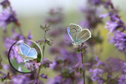 Putnam'ın Çokgözlüsü (Polyommatus putnami)