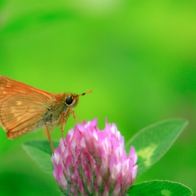 Hesperiidae (Zıpzıplar)