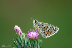 Sarı Bantlı Zıpzıp (Pyrgus sidae) Kanat Altı