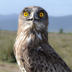 Gündüz Yırtıcıları (Falconiformes)