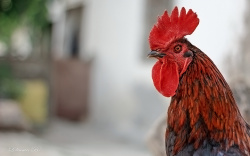 7 Köyün Ağası :)