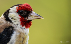Saka Kuşu (Carduelis carduelis)