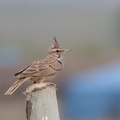 Toygargiller (Alaudidae)