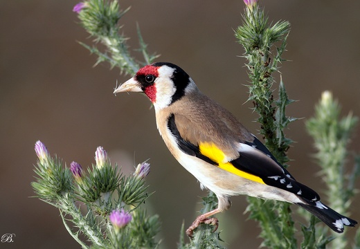 Saka Kuşu - 16 Mayıs 2020 - Erbaa