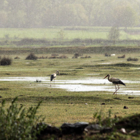 Leylek (Ciconia ciconia)