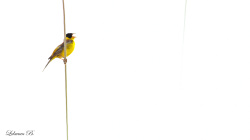 Karabaşlı Çinte Şarkı Söylüyor - 3 Haziran 2020