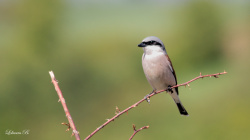 Kızılsırtlı Örümcek Kuşu - 10 Mayıs 2020 