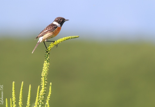 Taşkuşu ile İlk Karşılaşma - 5 Haziran 2020