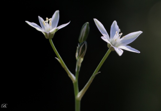 Ornithogalum umbellatum (Şemsiye Çiçekli Akyıldız)