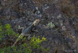 Dikenli Keler (Laudakia stellio)