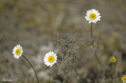 Üç Papatya Başbaşa