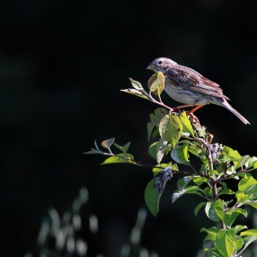 Ötücü Kuşlar (Passeriformes)