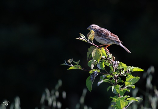 Tarla Çintesi (Tarla Kirazkuşu) Erbaa