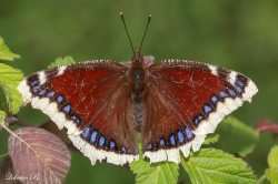 Sarıbantlı Kadife (Nymphalis antiopa)