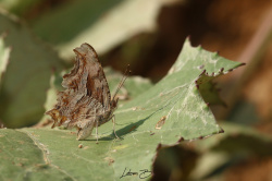 Egea Denince Aklımıza Gelen :) Anadolu Yırtık Pırtığı (Polygonia (Comma) egea)