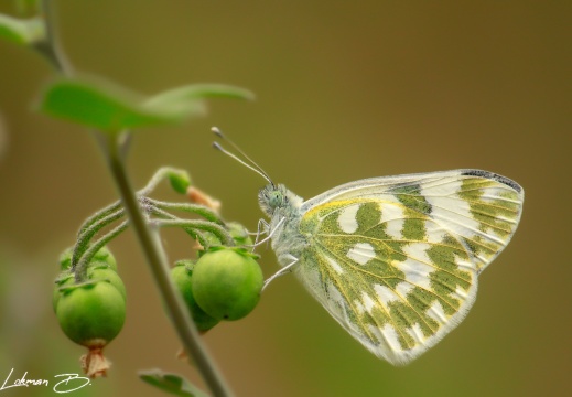 Yeni Benekli Melek (Pontia edusa)