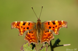 Yırtık Pırtık Kelebeği Kanat Üstü