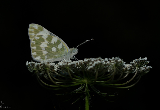 Erzincan Hatırası - Yeni Beneklimelek (Pontia edusa)