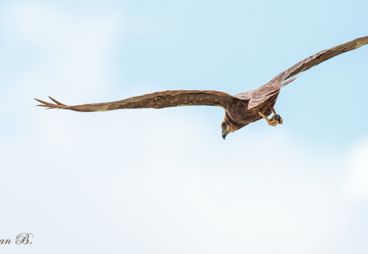 Erbaa'nın Delicesi...