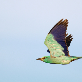 Gökkuzgun (Coracias garrulus)
