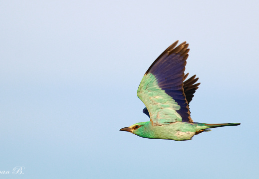 Gökkuzgun Göklerde...