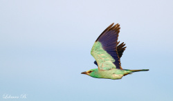 Gökkuzgun Göklerde...