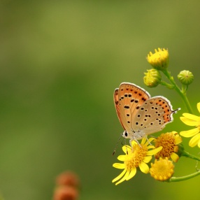 Küçük Ateş (Lycaena thersamon)