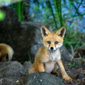 Memeliler ve Yaban Hayatı
