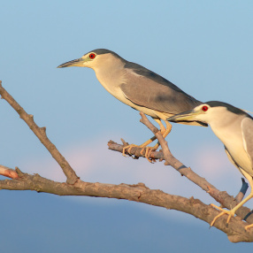 Balıkçılgiller (Ardeidae)