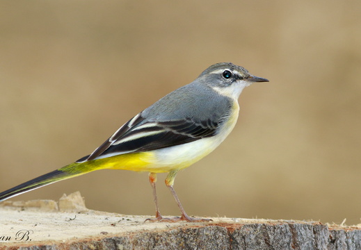 Dağ Kuyruksallayanı