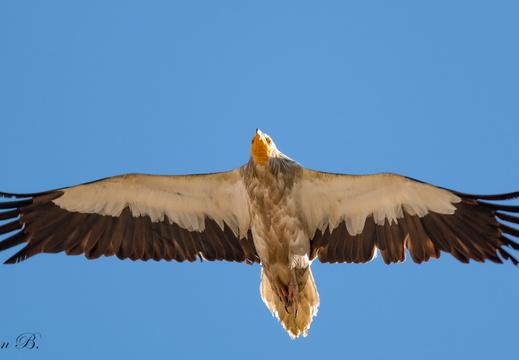 Küçük Akbaba (Neophron percnopterus)