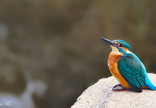 Erbaalı Çapkın...