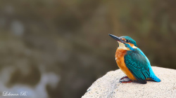 Erbaalı Çapkın...