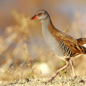 Yelvegiller (Rallidae)