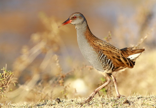 Sukılavuzu (Nesli Risk Grubunda)