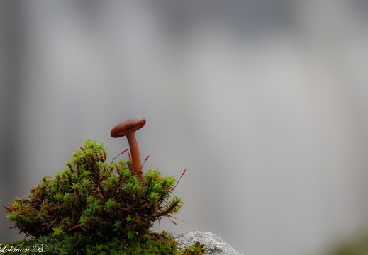 Şapkalı Mantar Tek Başına