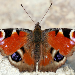 Tavus Kelebeği (Inachis io)