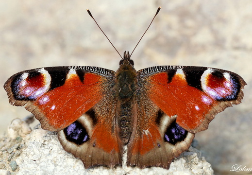 Tavus Kelebeği - En Güzel Kelebeklerden