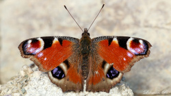 Tavus Kelebeği - En Güzel Kelebeklerden