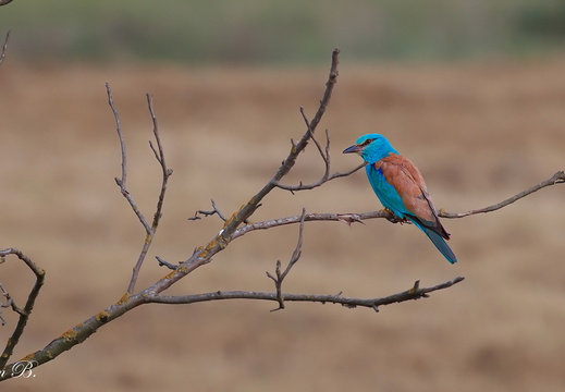Gökkuzgun (Coracias garrulus)