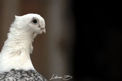 Barışın Simgesi: Güvercin