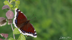 Kadifeden Kendisi :)