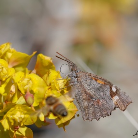 Libytheidae (Uzunburunlu Kelebekler)