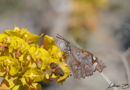 Çitlembik Kelebeği