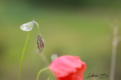Doğulu Narin Ormanbeyazı