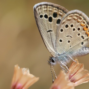 Anadolu Turanmavisi (Turanana endymion)
